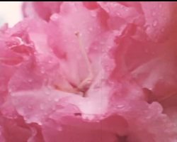 SPECIAL COLOUR REPORT FROM KEW News Clip