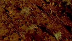 A kangaroo hops quickly through the brush of the Australian Outback. Stock Footage