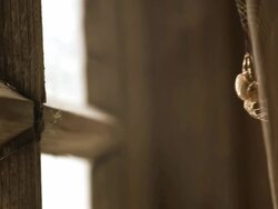 Spooky Spider Stock Footage