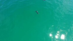 Teaching her calf the ways of the sea Stock Footage