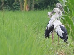 Asian Openbill on rice field Stock Footage