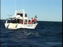 Southern Right Whales arrival attracts crowds of whale watchers News Clip