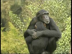 Chimpanzees, Pan troglodyte, portrait as mother hugs baby son, CU, Israel Stock Footage
