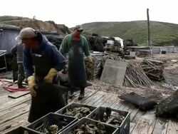 Oyster Farm On Point Reyes Nat'l Seashore Loses Court Appeal To Stay Open Stock Footage