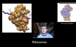 Cellular Organelles Instructional Video