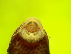 Thornback in Aquarium Stock Footage