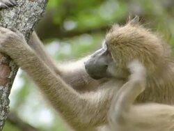 CU ZO Shot of Chacma baboon sitting on branch of tree observing surroundings / Okavango Delta, North West District, Botswana Stock Footage