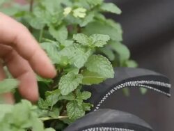 Herbal mint. Stock Footage