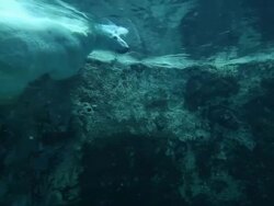 MS Polar bear swimming in the pool / Asahikawa, Japan Stock Footage