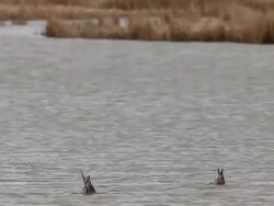 Bird Life At Elmley Marshes Stock Footage