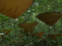 Insect collection traps in jungle, Danum Valley, Sabah, Malaysia, Borneo Stock Footage