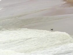 WS AERIAL TS View of dog running at Coast / Aquitaine, France Stock Footage