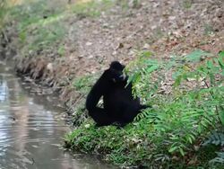 Gibbon drinking water Stock Footage