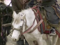 MS Nomads climbing hill with yak and salt caravan / Himalayas, Upper Dolpo, Nepal Stock Footage