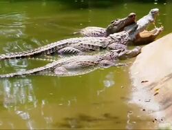 Crocodiles Stock Footage