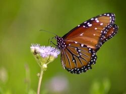 CU SLO MO Shot of Monarch butterfly on purple flower / Santa Barbara, California, United States Stock Footage