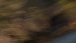 Hippos swimming in Zambezi River News Clip