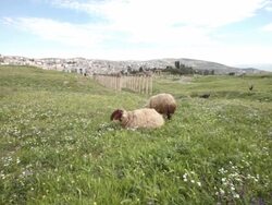 Sheep among the ruins of the ancient Greco-Roman city of Gerasa in Jerash, Jordan Stock Footage