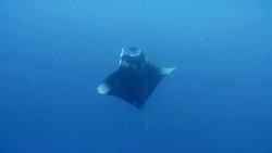Foraging Manta Ray ram feeding on Maldives Stock Footage