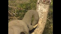 Elephants Eating Plants at Kruger National Park News Clip