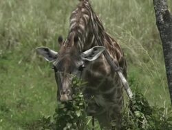 Giraffe Eating CU Stock Footage