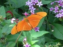 Julia Butterfly 1 NTSC Stock Footage