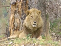 MS Shot of Male lion resting at base of tree and observing surroundings intently / Okavango Delta, North West District, Botswana Stock Footage