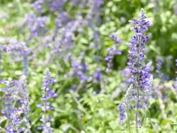 Lavender Stock Footage