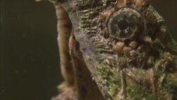 An alligator snapping turtle wiggles its tongue. Stock Footage