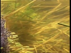 Common frog (Rana temporaria) eggs underwater, pan to frogs mating Stock Footage