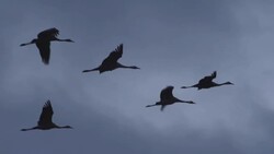 Migration Stock Footage
