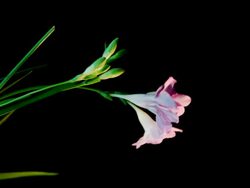 Purple Flower in Wind Stock Footage