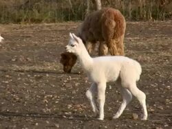 HD 1080i Alpaca Mother and Baby Stock Footage