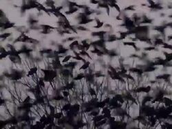 Massive starling flock close up Stock Footage