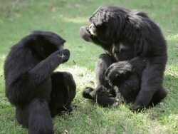 monkeys family Stock Footage