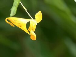 Honeybee probes Yellow flower Stock Footage