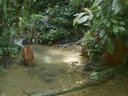 MS Young orang utan at river / Bukit Lawang, North Sumatra, Indonesia Stock Footage