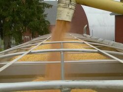 MS Shot of spout filling truck with corn and corn flying around / Chelsea, Michigan Stock Footage
