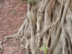 MS PAN Tree around Temple / Chiang Mai, Thailand Stock Footage