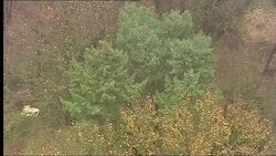 Ipswich Murders -Scene Aerials News Clip