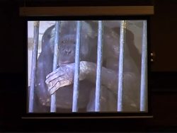 Animal welfare groups criticise Berlin Zoo, home of polar bear Knut News Clip