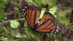 CLEAN : Mexico police work to prevent illegal logging in monarch refuge News Clip