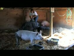 Pigs go to animal sanctuary News Clip