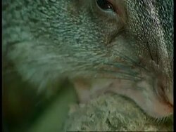 BCU Agouti gnawing brazil nut, South America Stock Footage