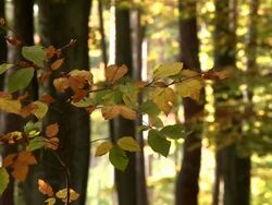 Autumnal deciduous forest Stock Footage