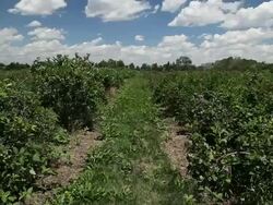 WS View of blueberry field / Milton, Ontario, Canada Stock Footage