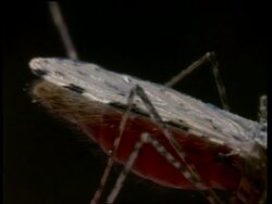 BCU Mosquito abdomen fills with blood Stock Footage