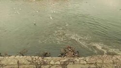 Gulls on Danube river Stock Footage