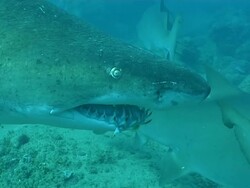 MS ZI Shot of School of spotted ragged tooth sharks congregrated and swimming along reef / Sodwana Bay, KwaZulu Natal, South Africa Stock Footage