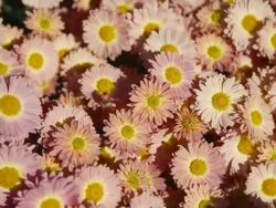 autumn flowering chrysanthemums Stock Footage